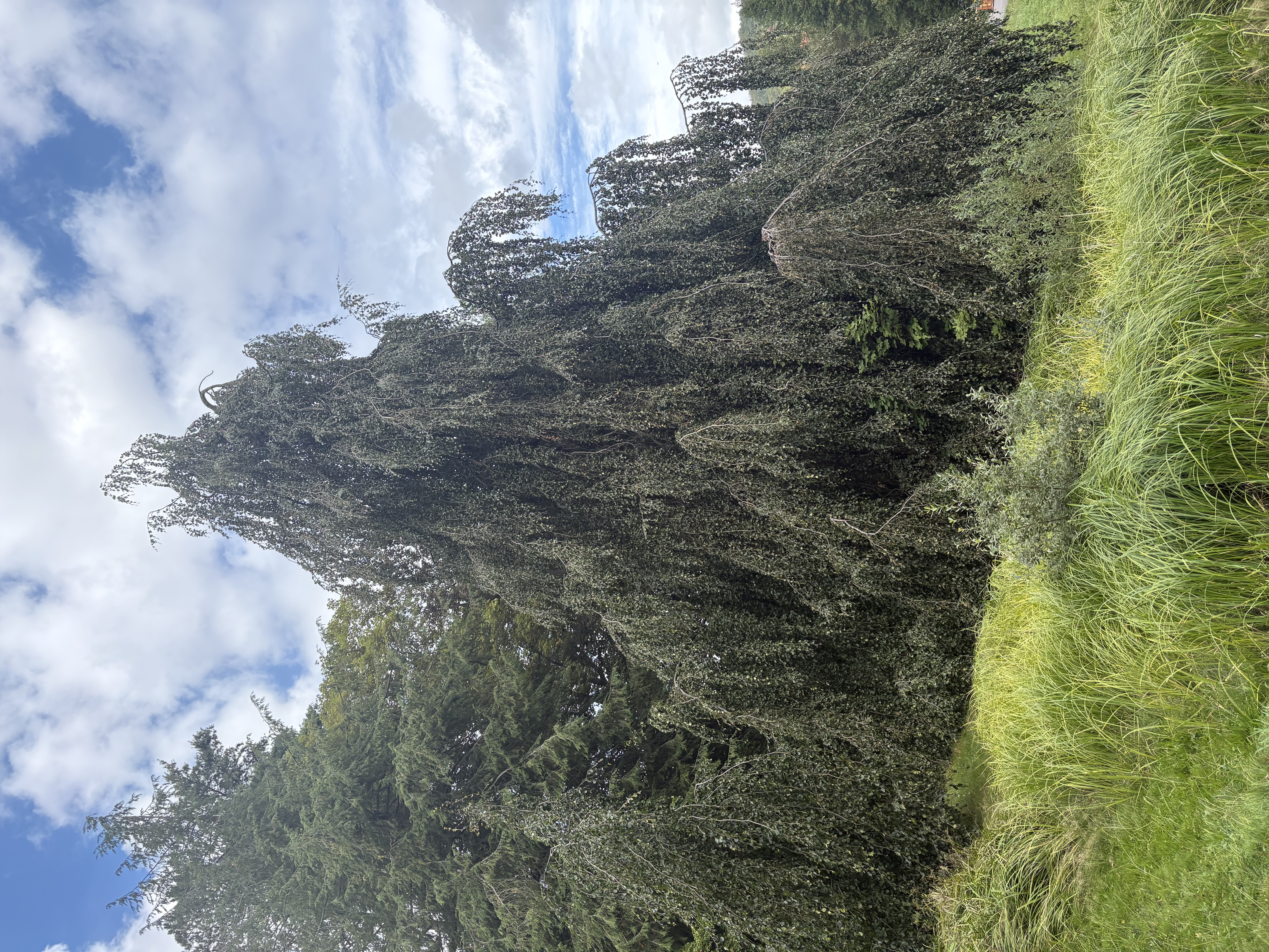 IMG_0891.jpeg