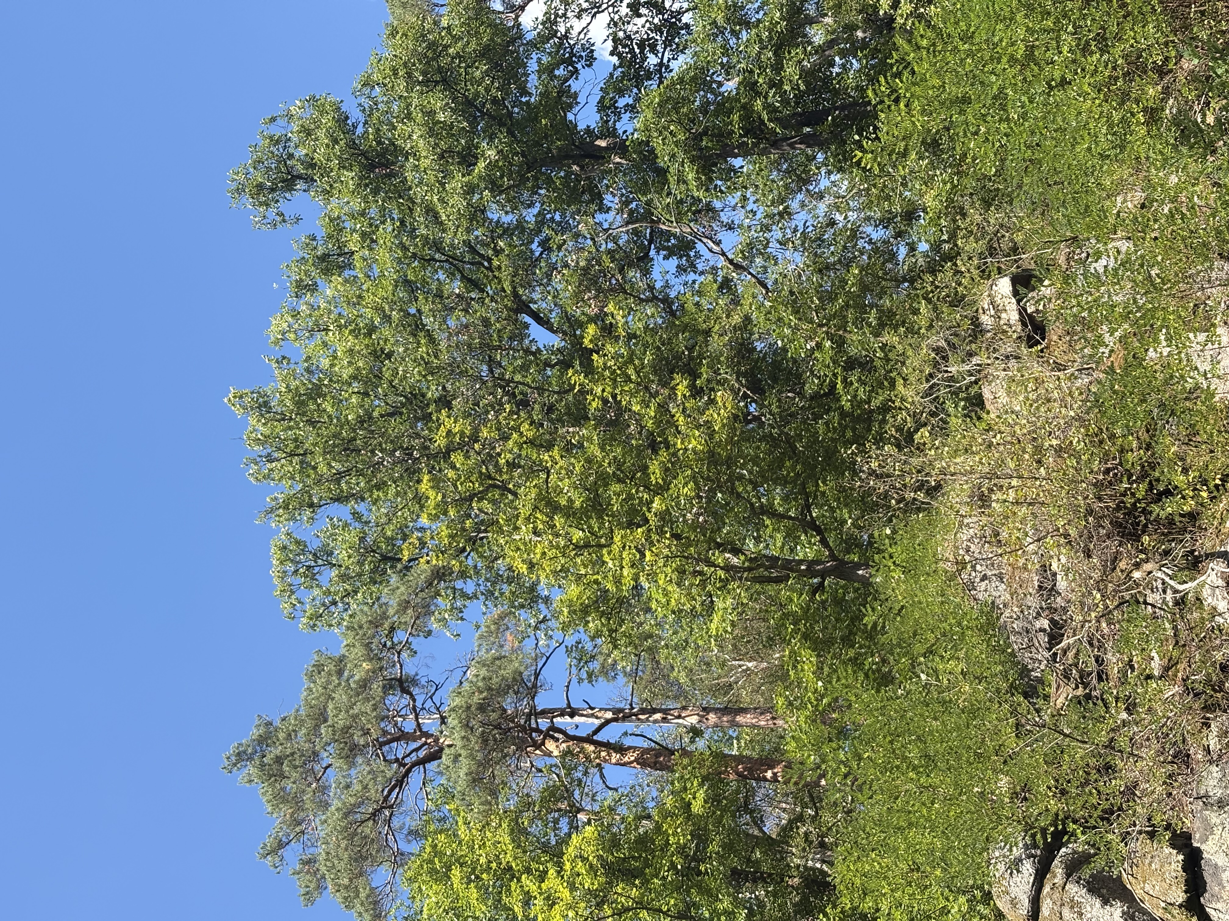 IMG_0958.jpeg
