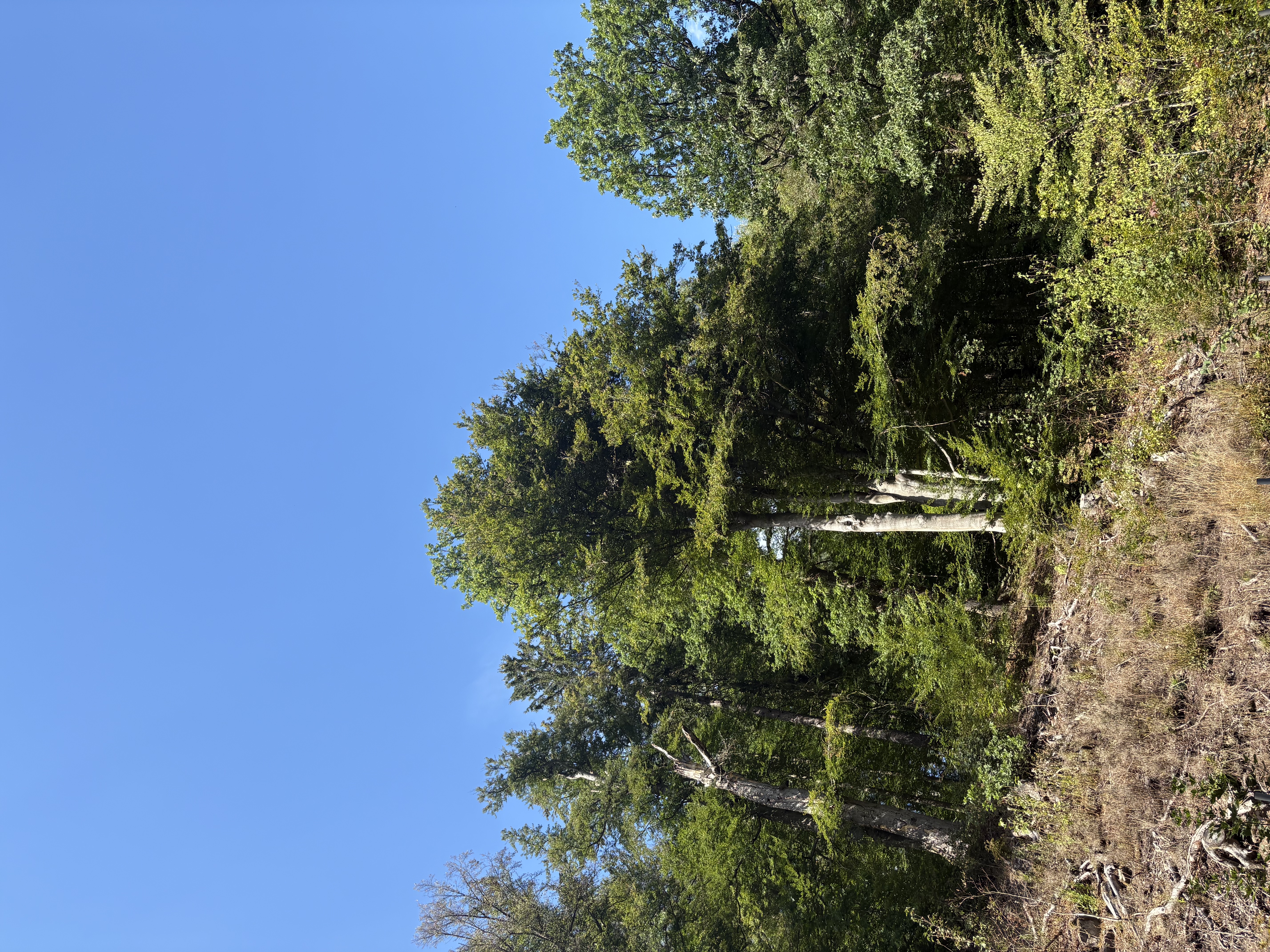 IMG_0959.jpeg