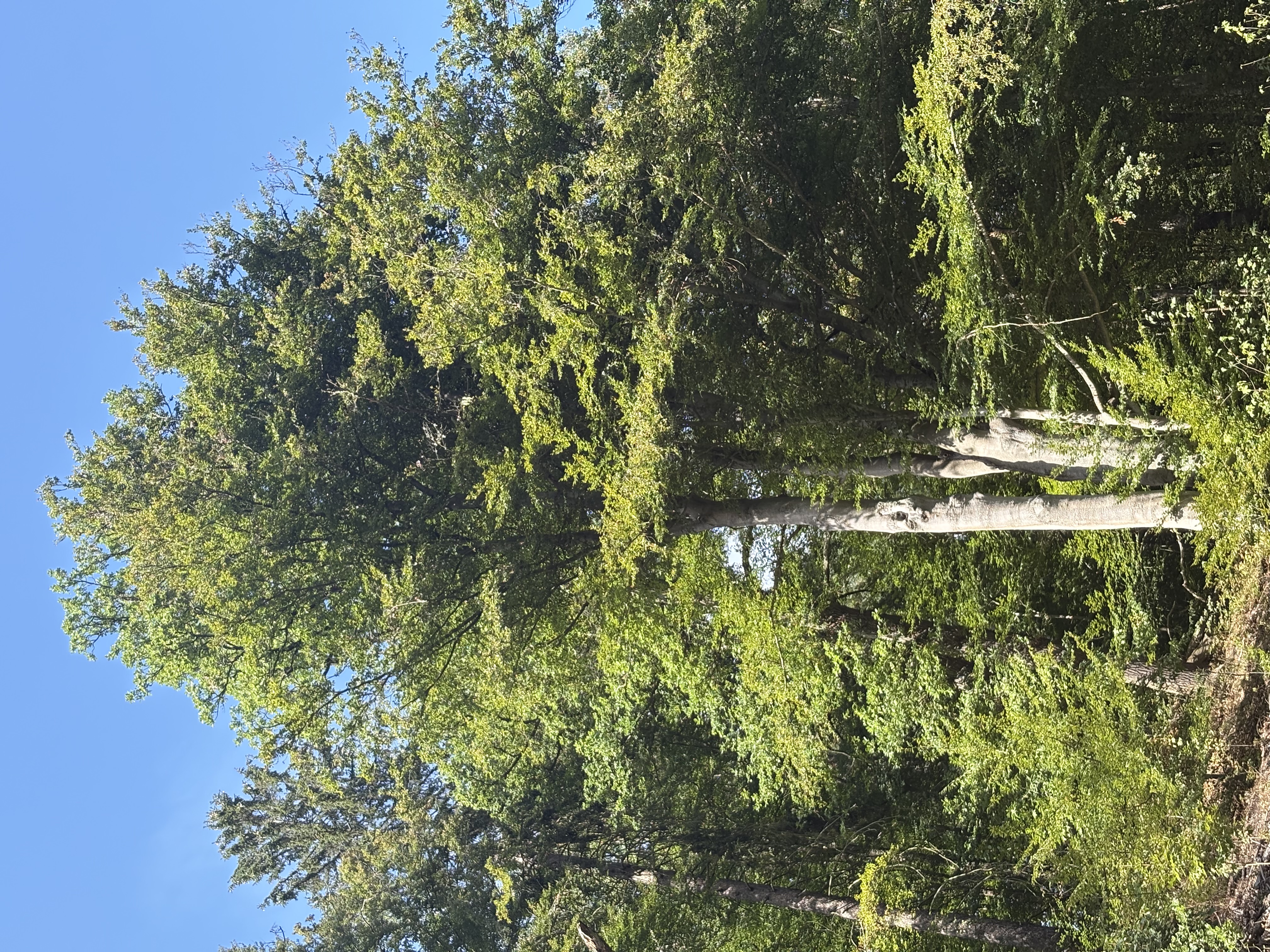 IMG_0960.jpeg