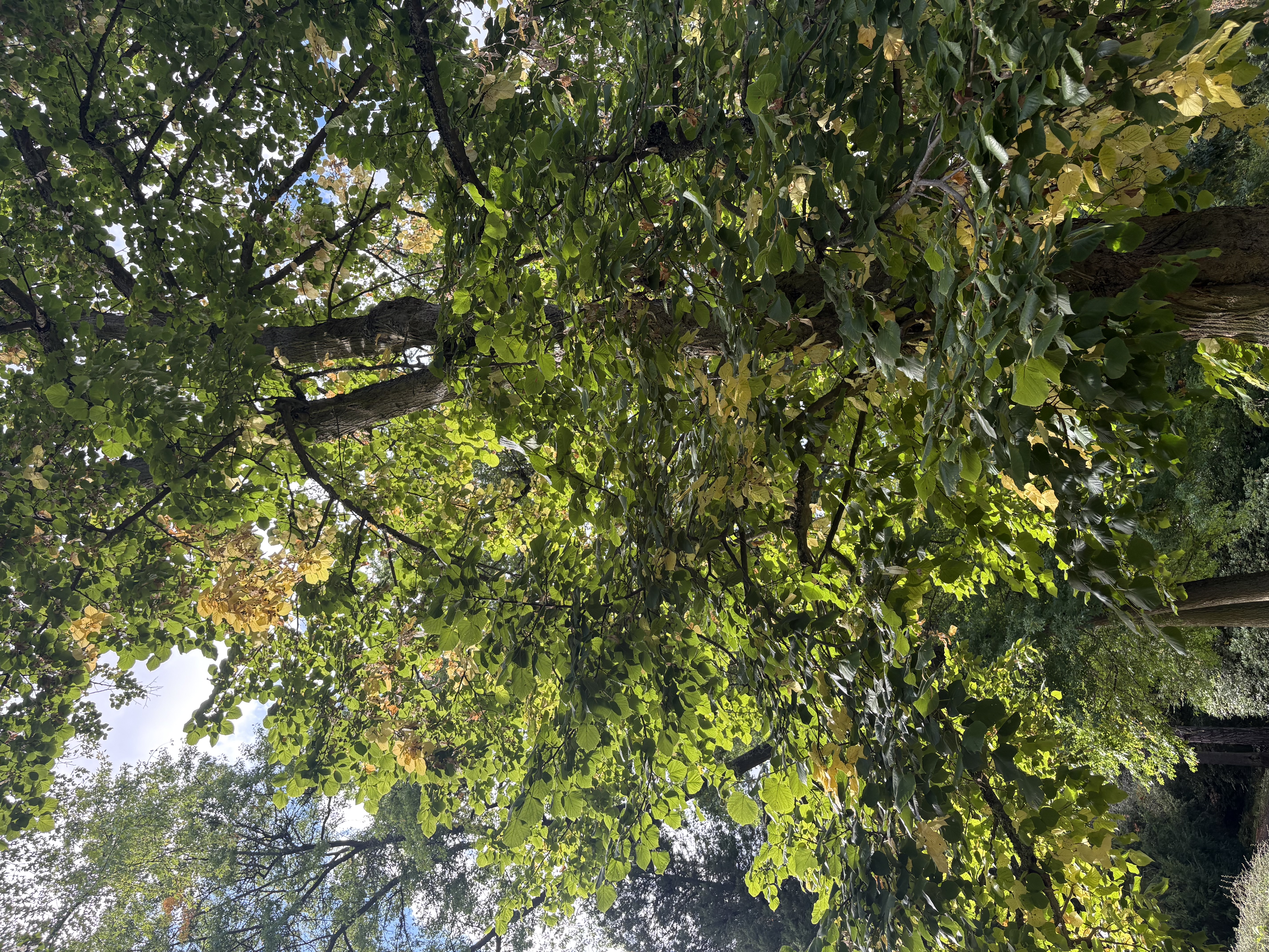 IMG_0962.jpeg