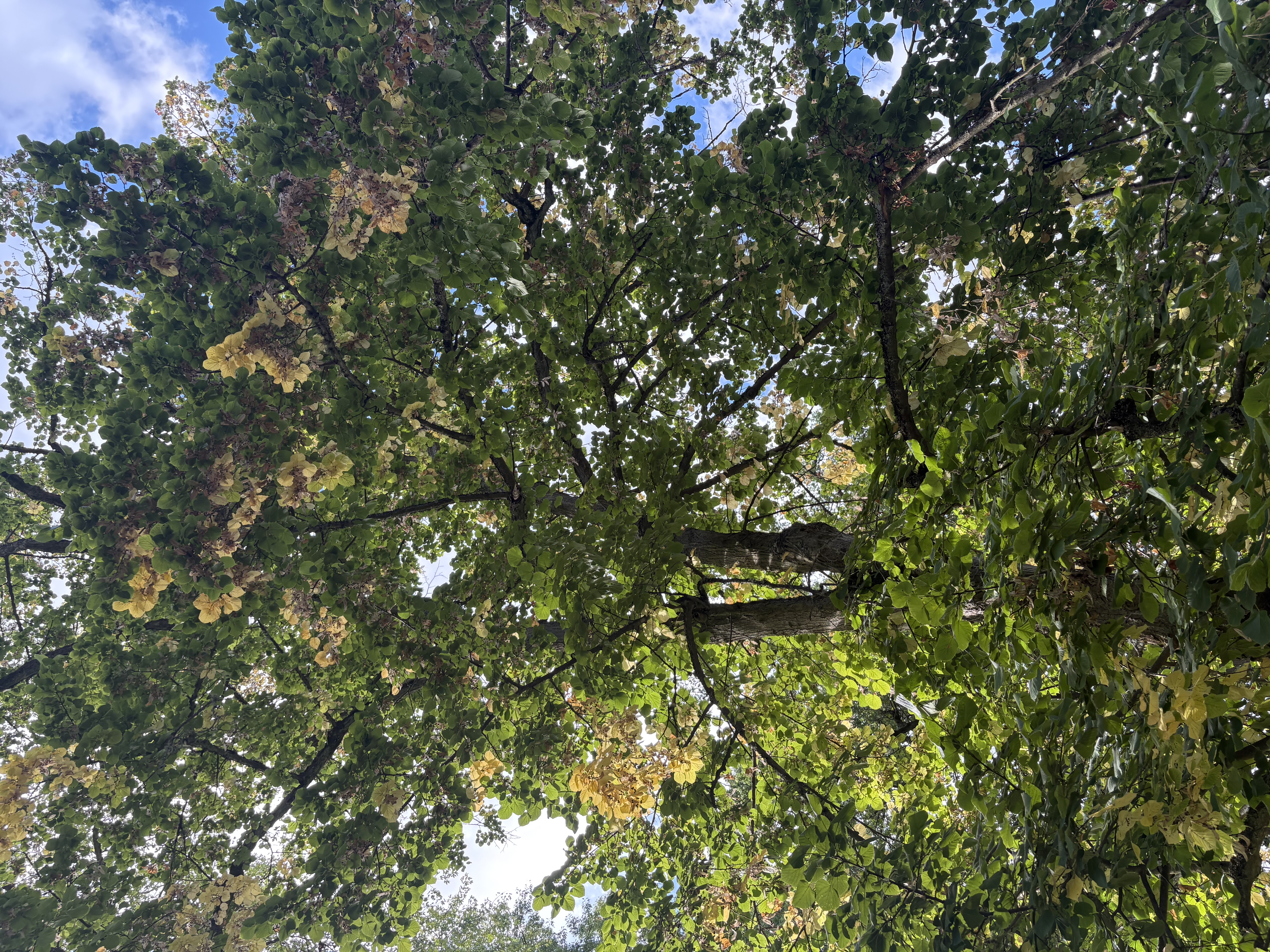 IMG_0963.jpeg