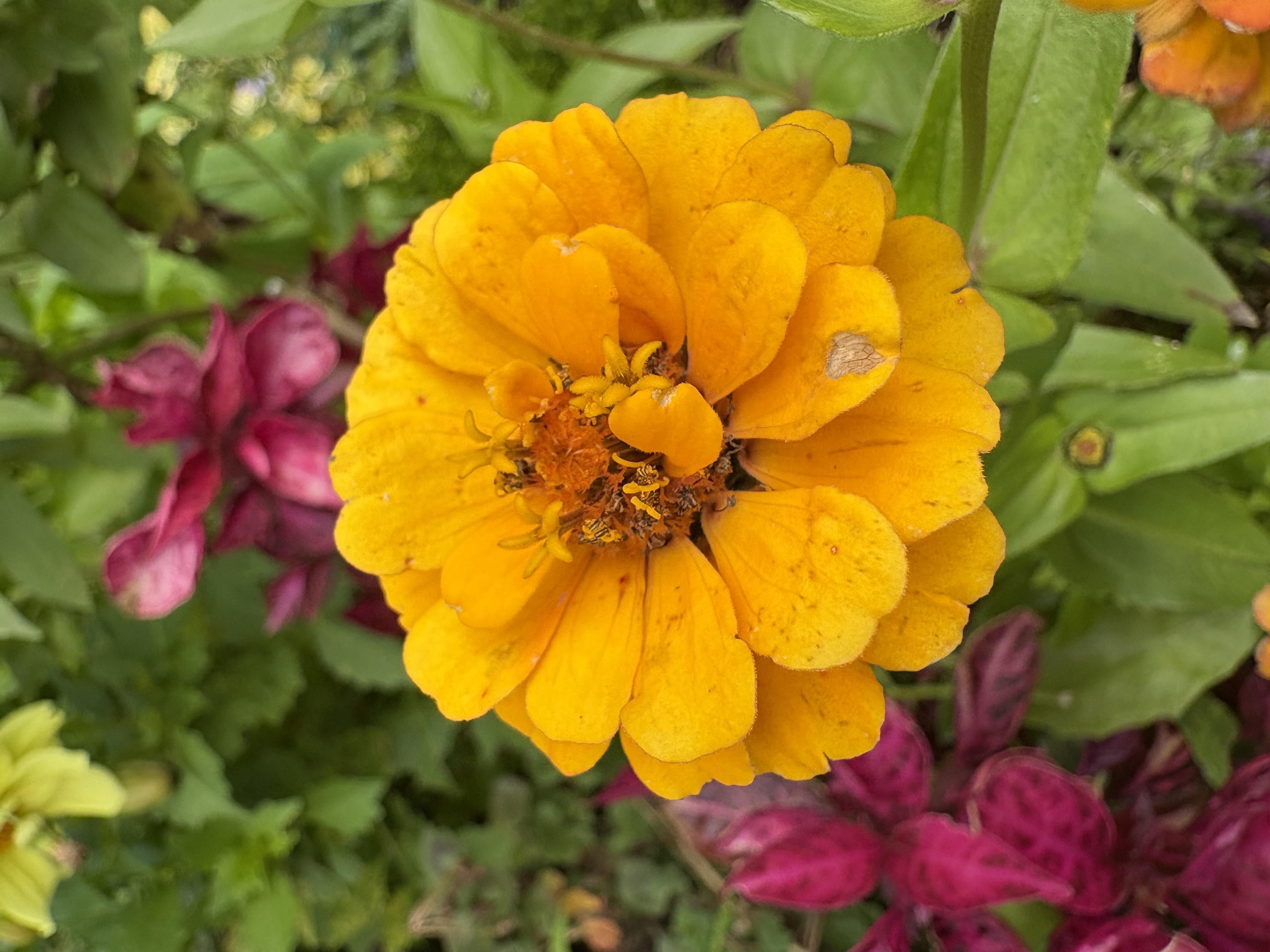 IMG_1307.jpeg