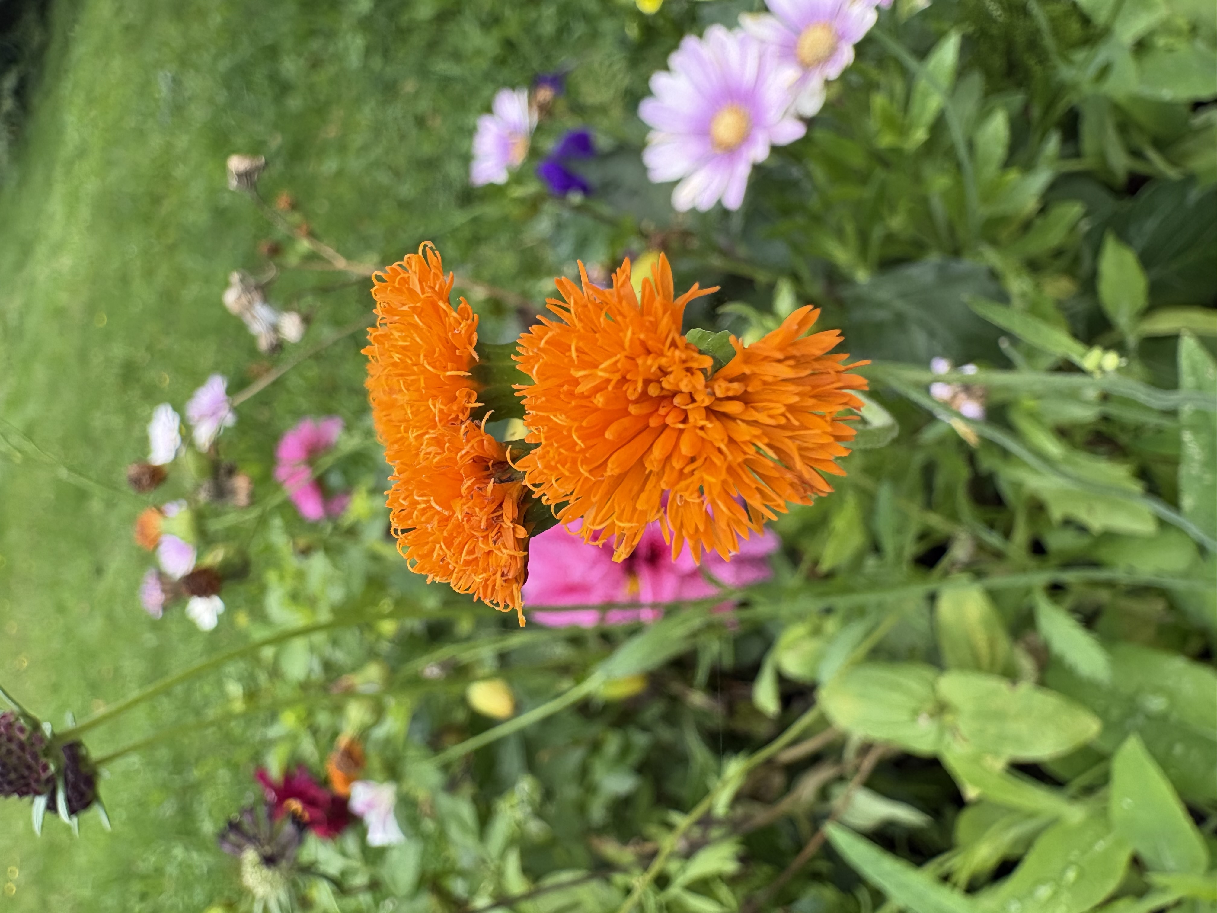 IMG_1313.jpeg