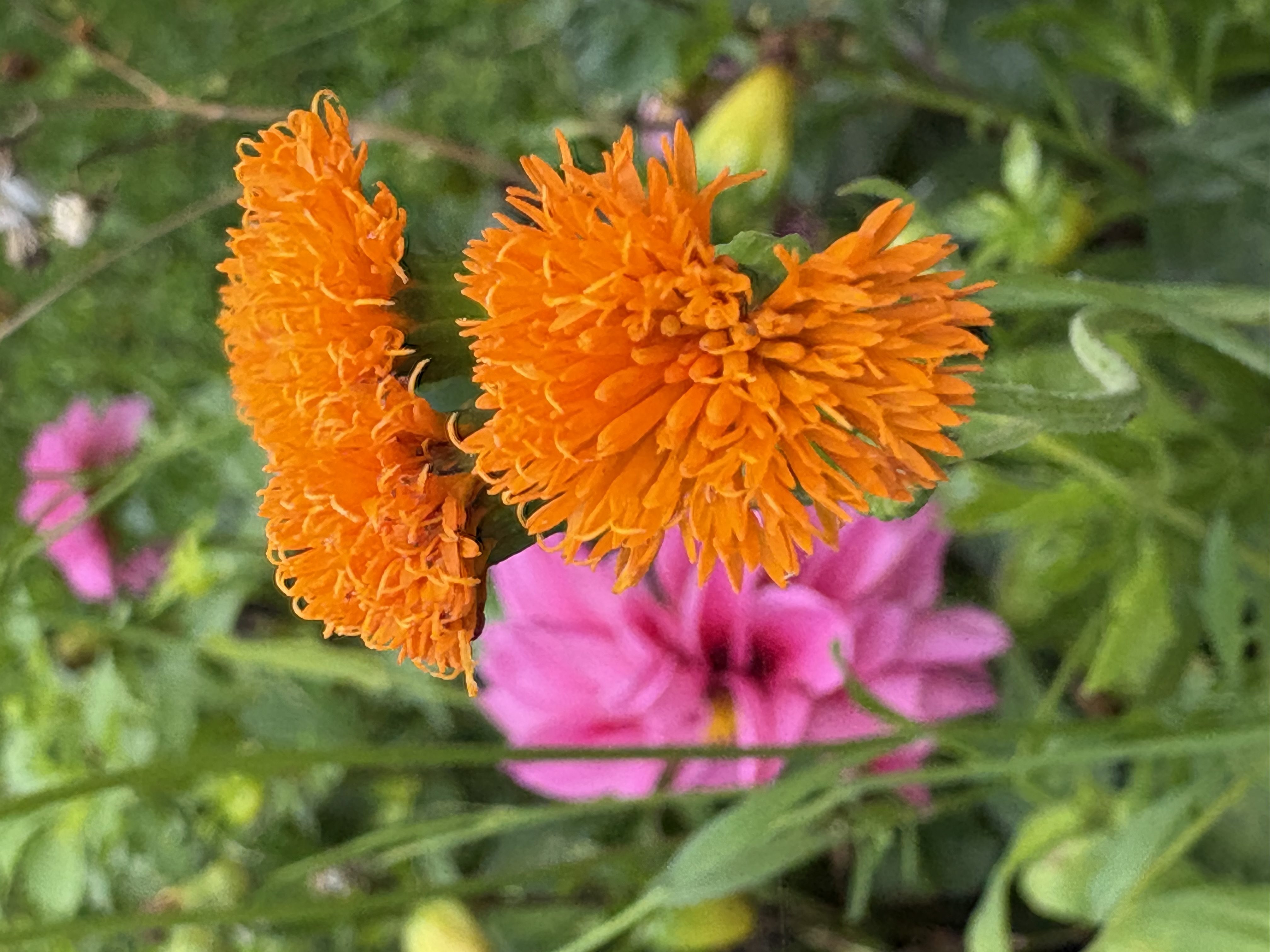 IMG_1314.jpeg