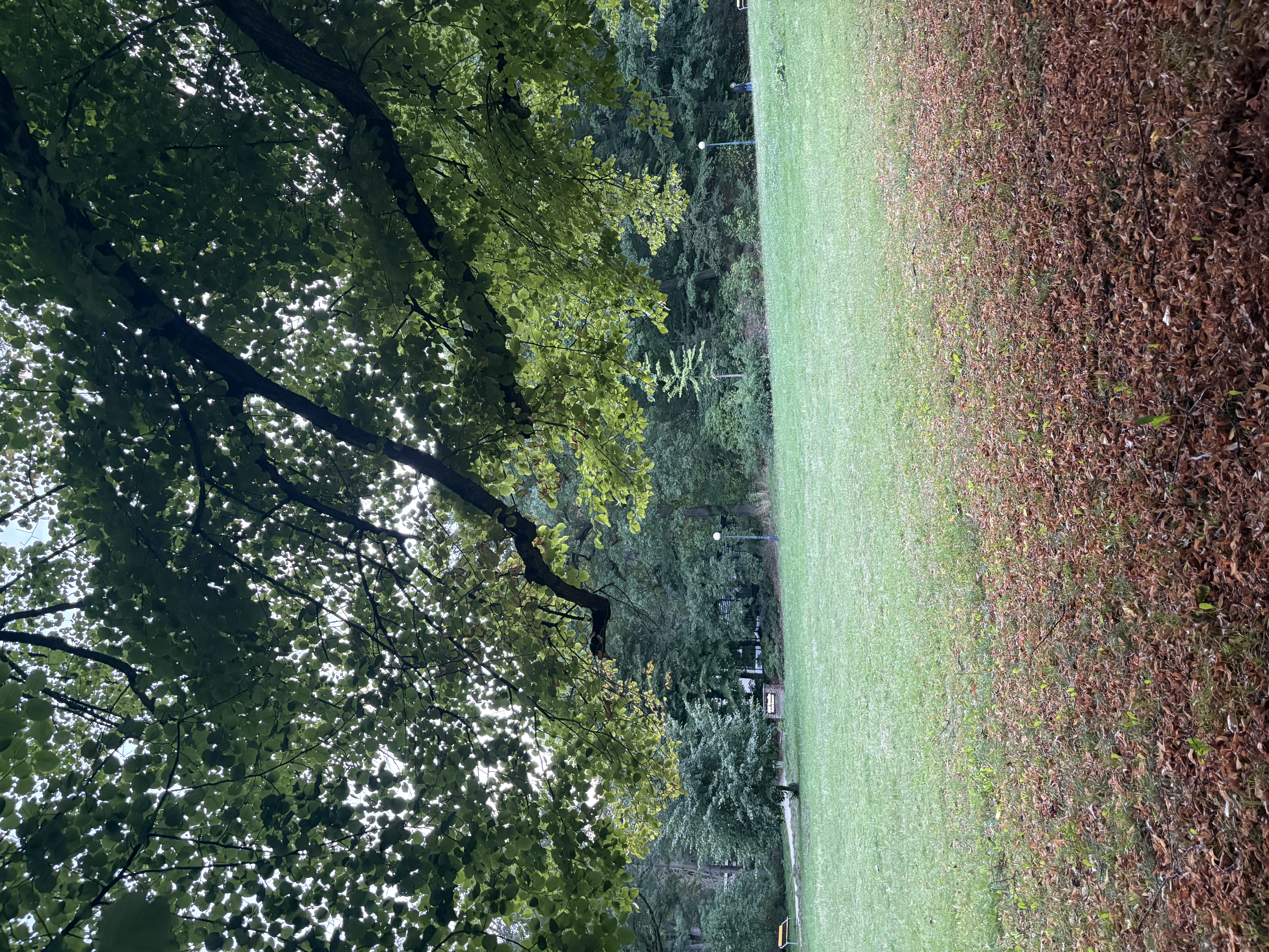 IMG_1352.jpeg