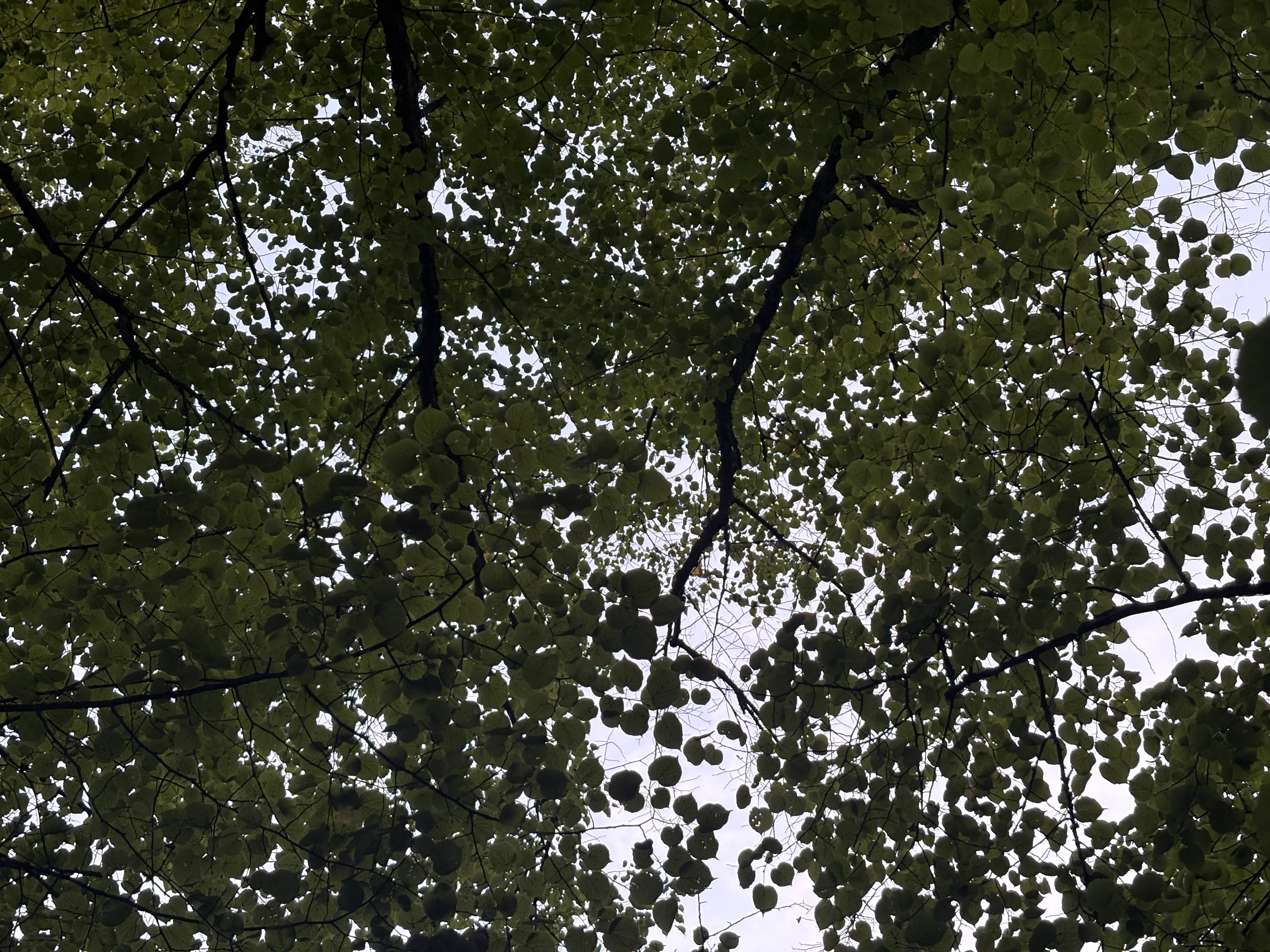 IMG_1356.jpeg