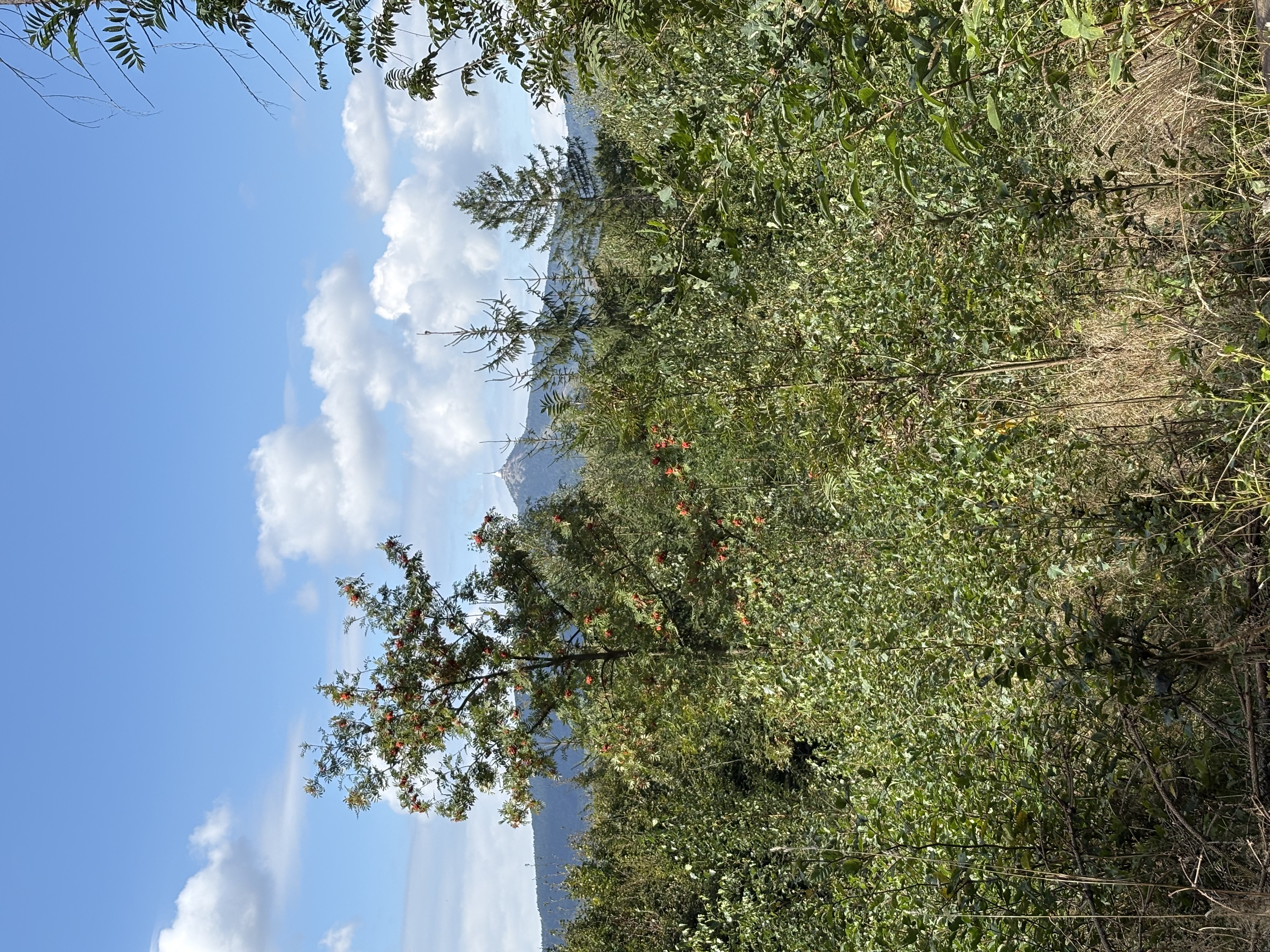 IMG_1700.jpeg