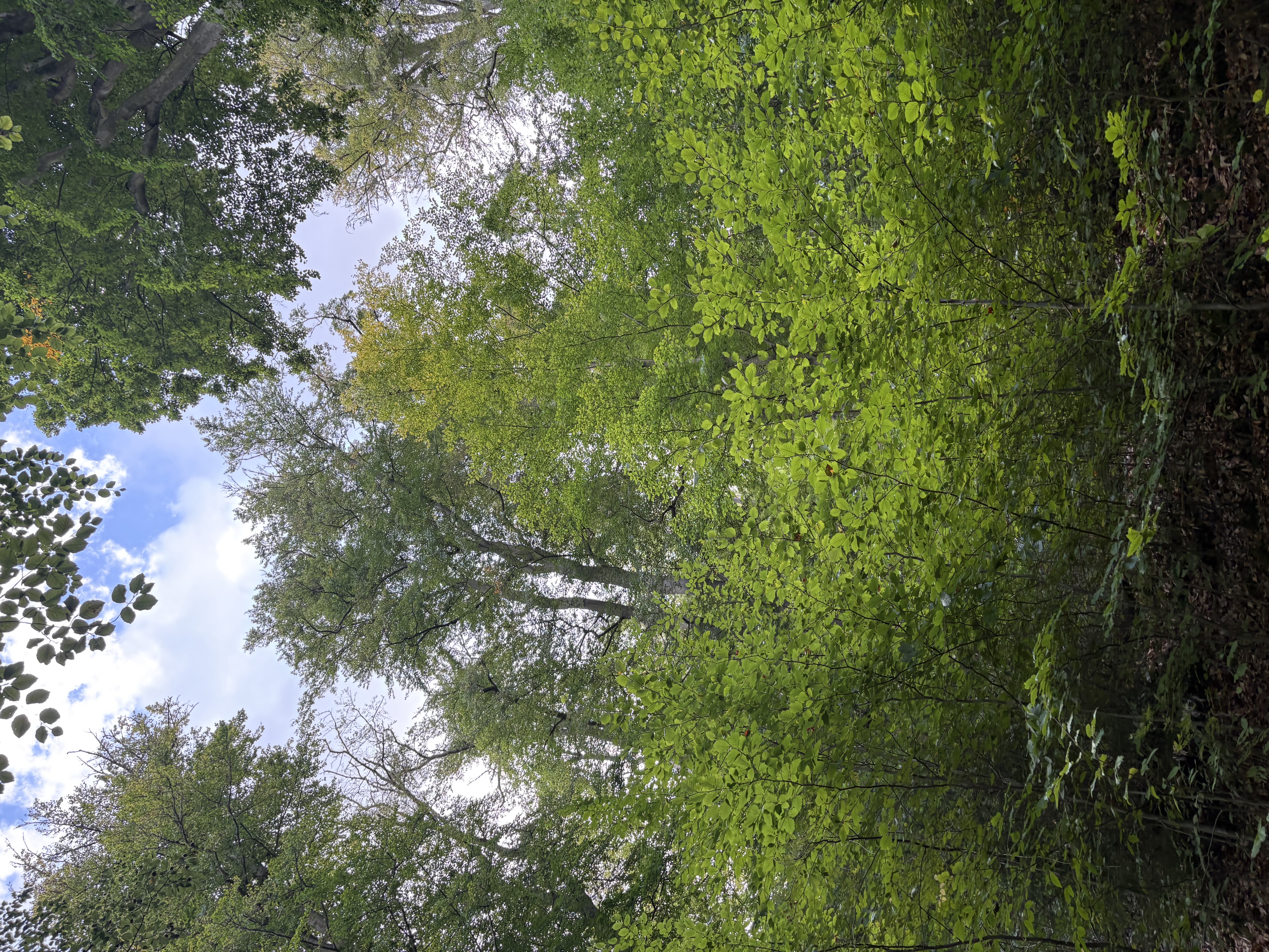 IMG_2106.jpeg