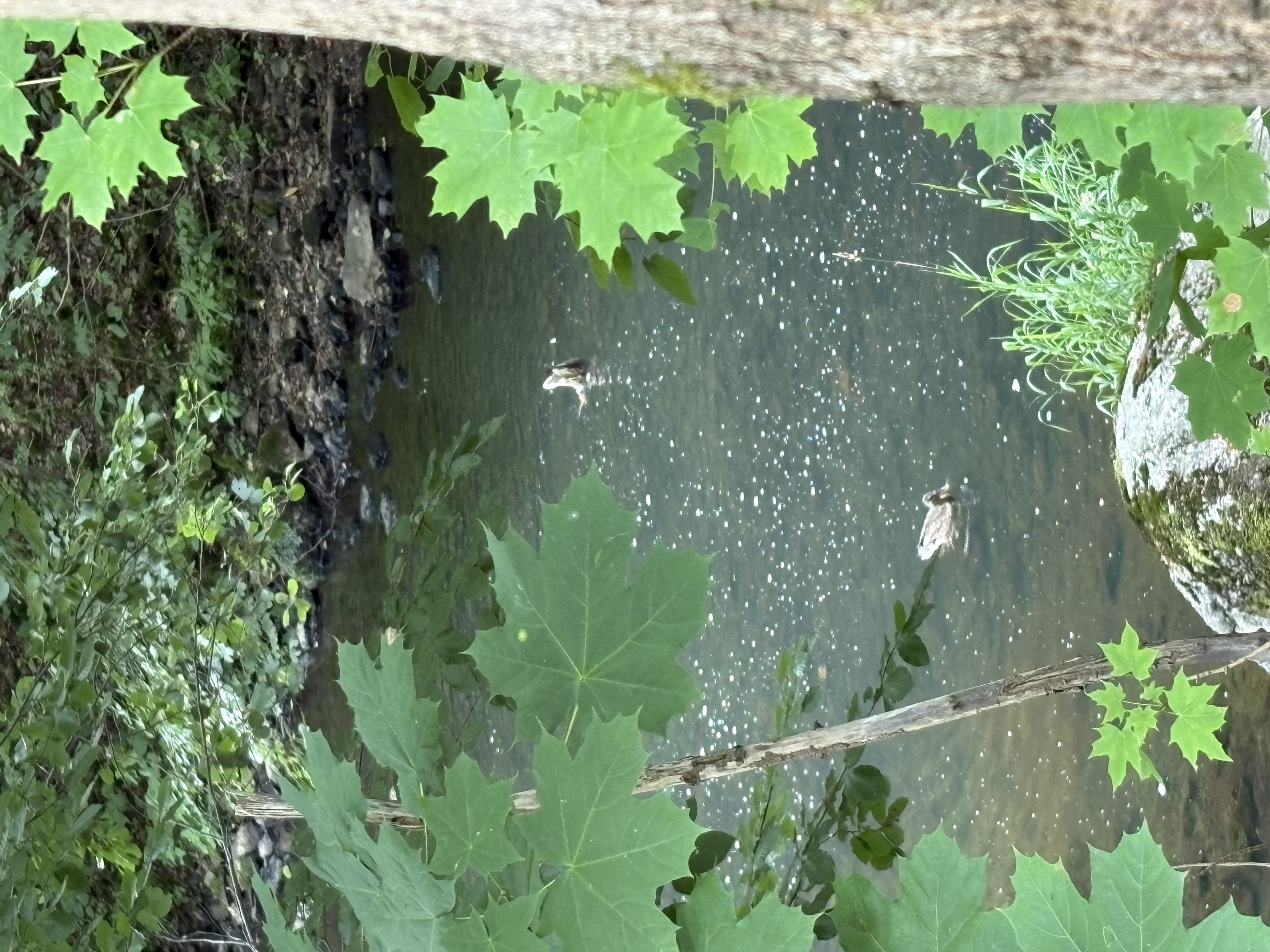 IMG_0302.jpeg