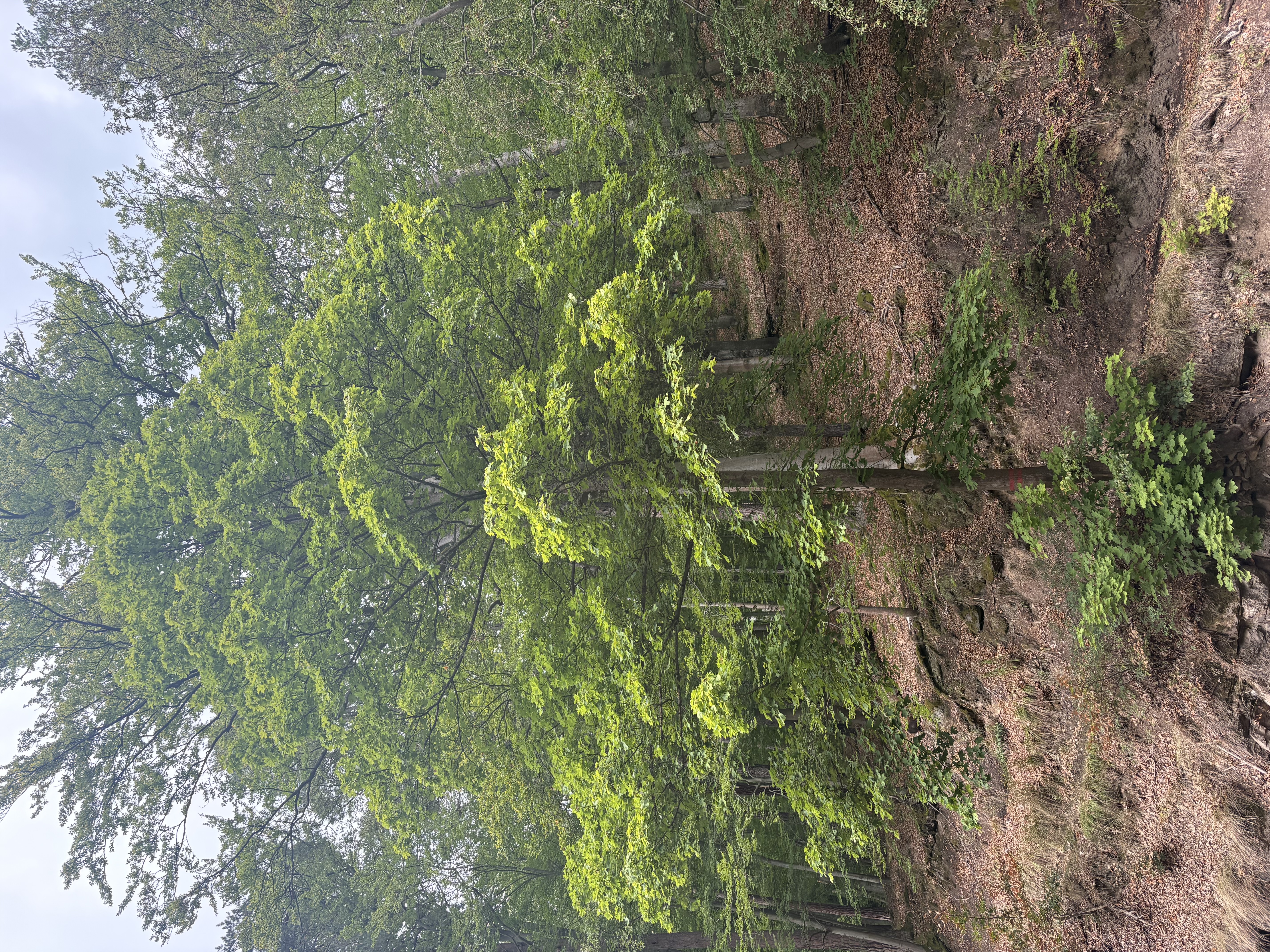 IMG_0585.jpeg