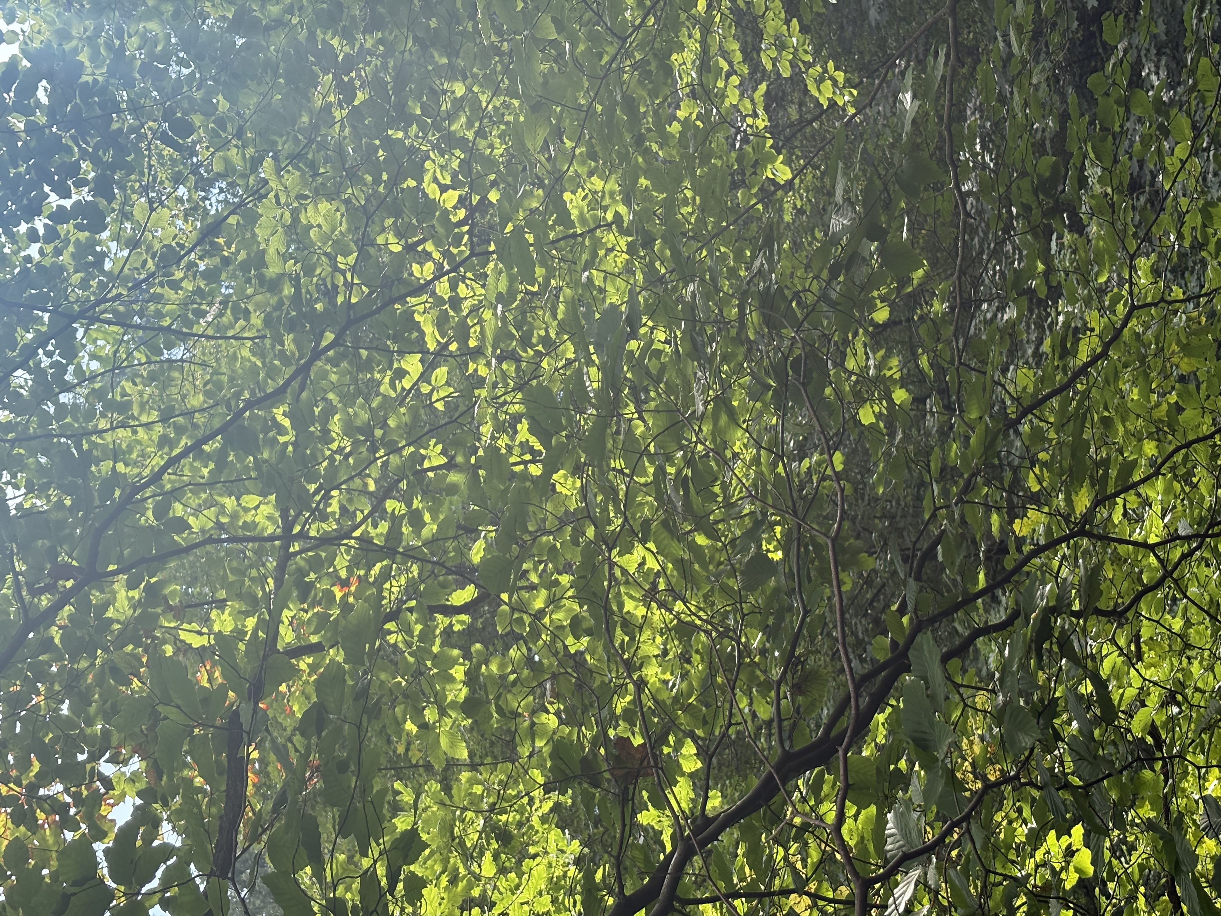 IMG_0589.jpeg
